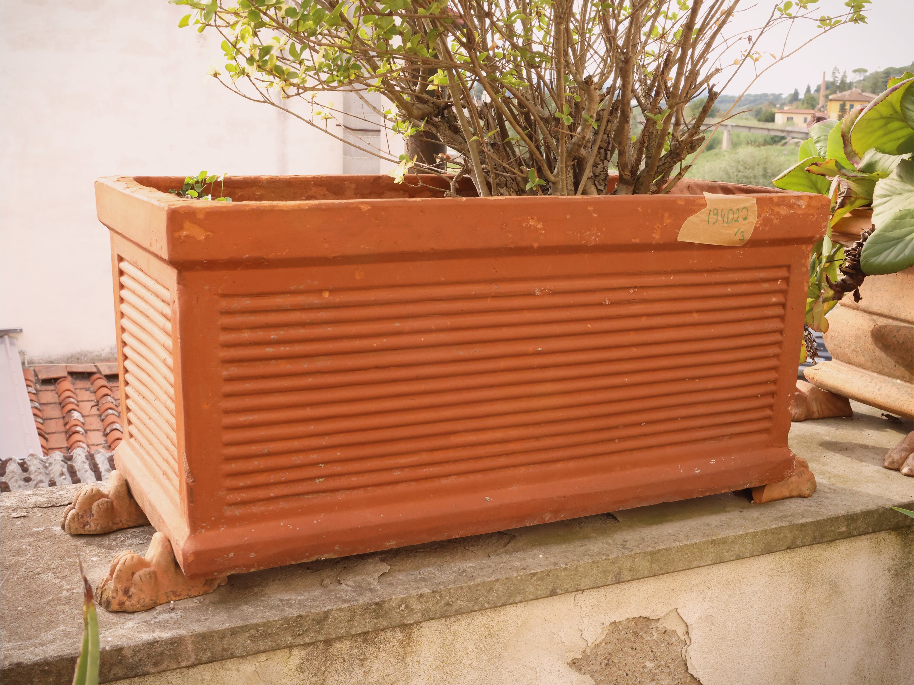Set di tre vasi a cassetta in terracotta, contenenti piante (diverse forme)