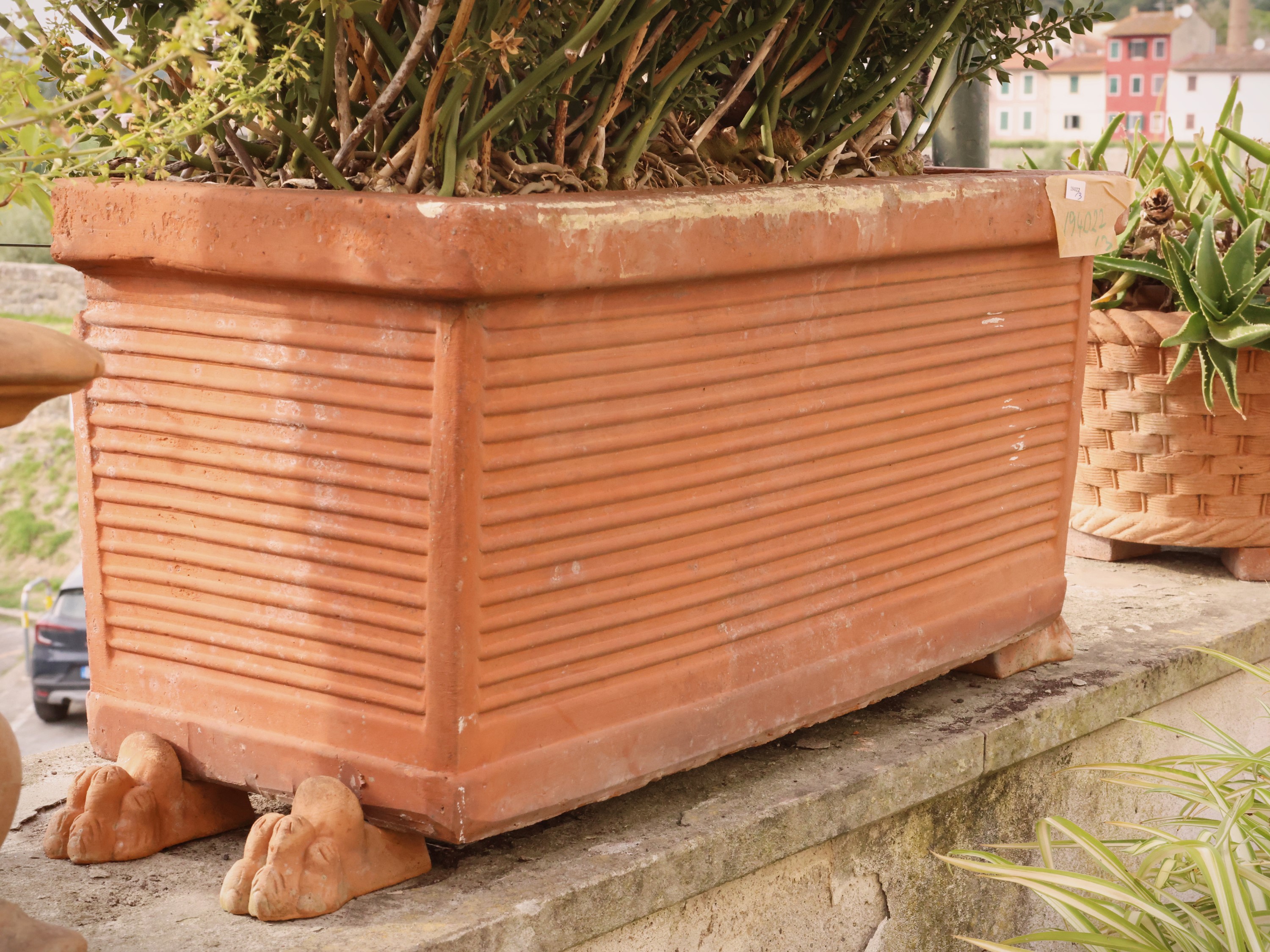 Set di tre vasi a cassetta in terracotta, contenenti piante (diverse forme)