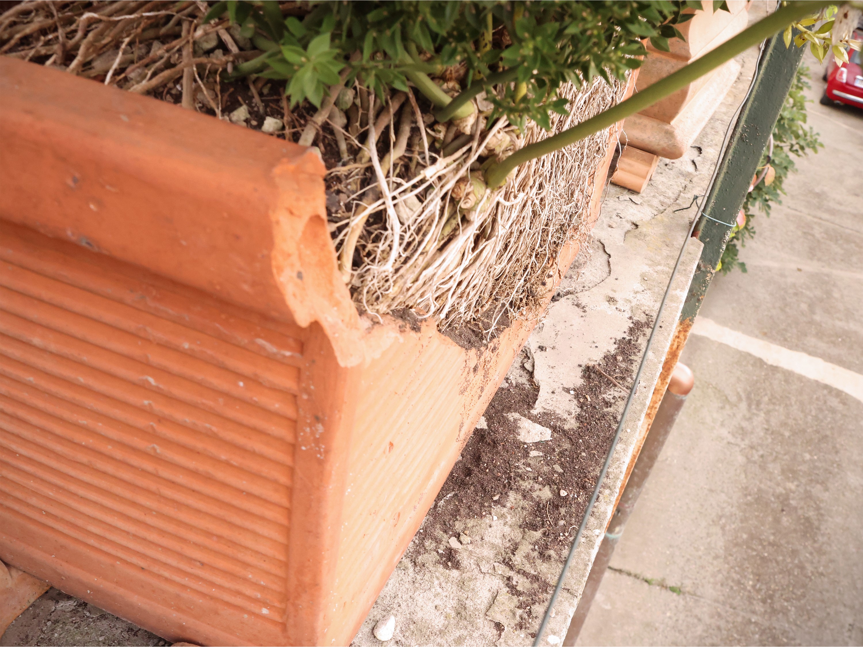 Set di tre vasi a cassetta in terracotta, contenenti piante (diverse forme)