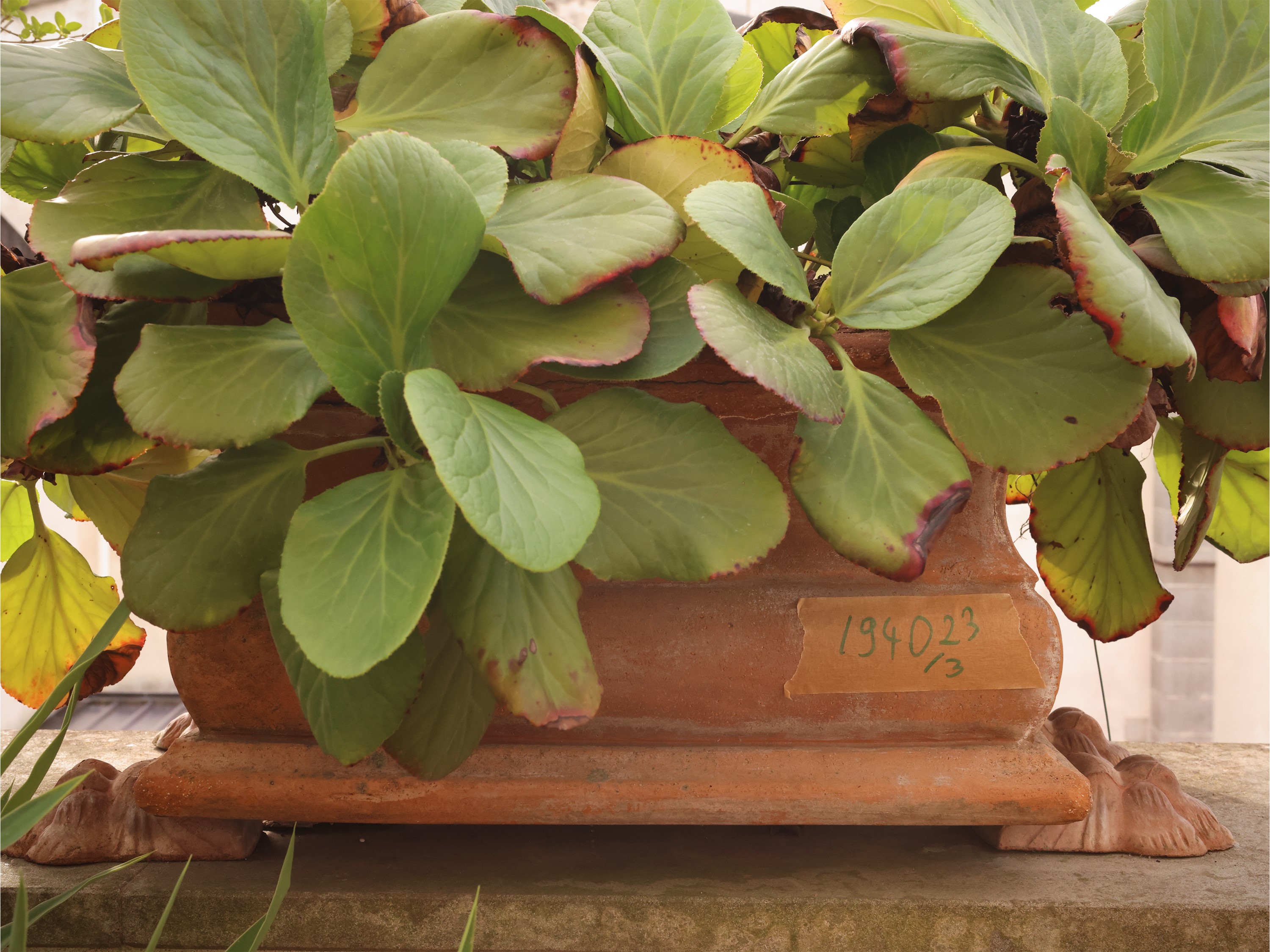 Set di tre vasi a cassetta in terracotta con vegetazione decorativa