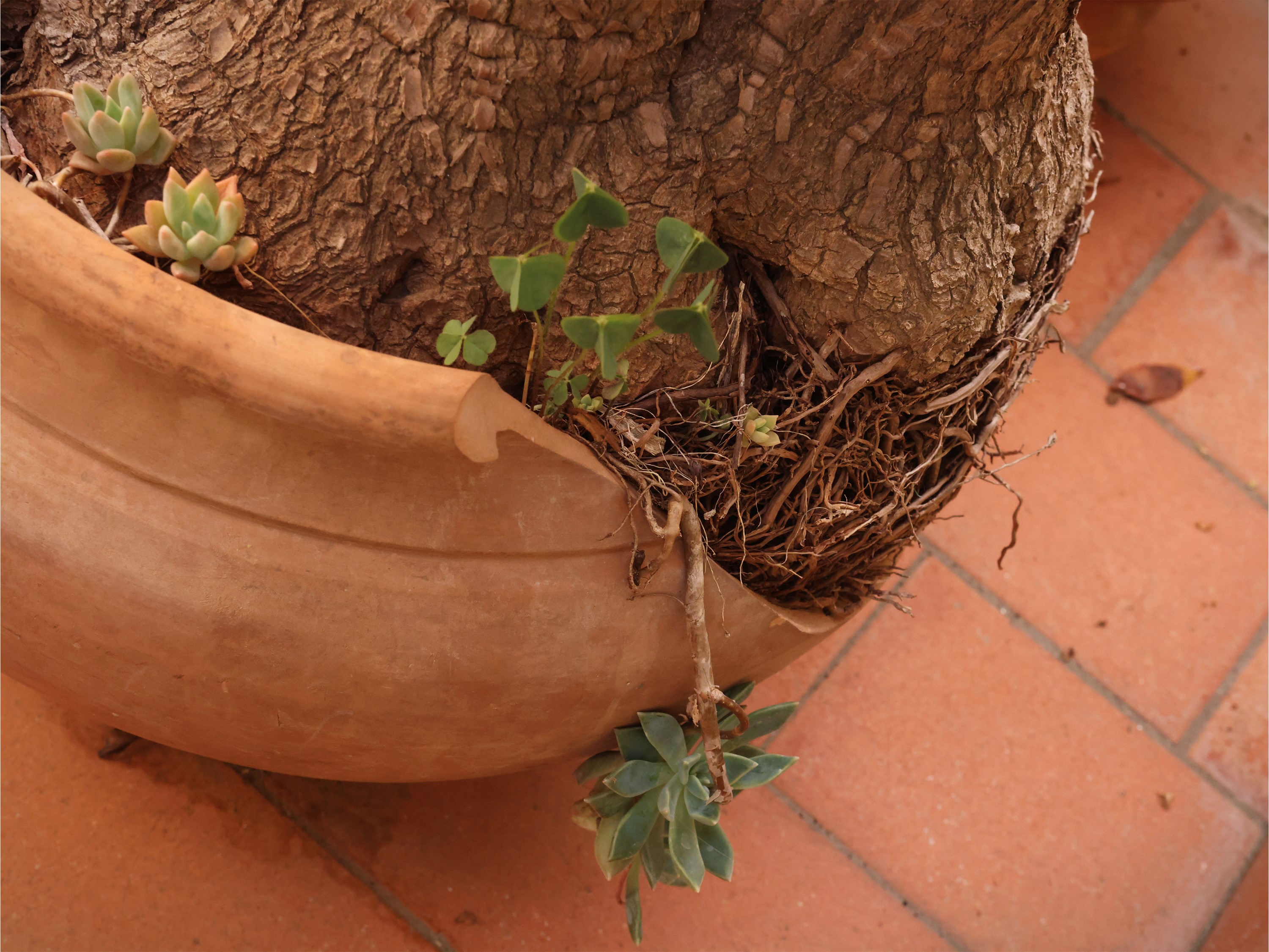 Tre vasi in terracotta