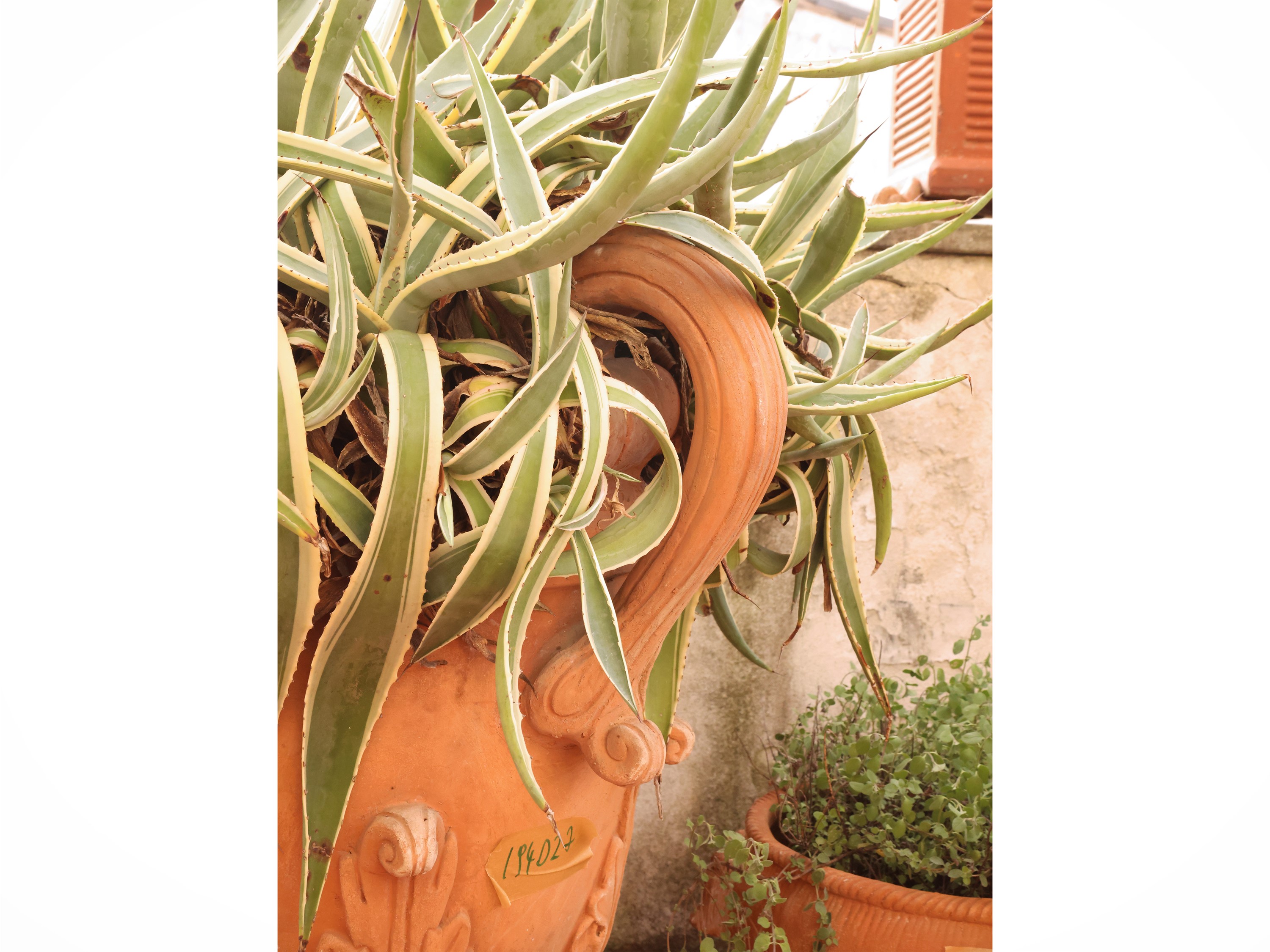 Vaso a conca in terracotta istoriata, grande vaso da interno