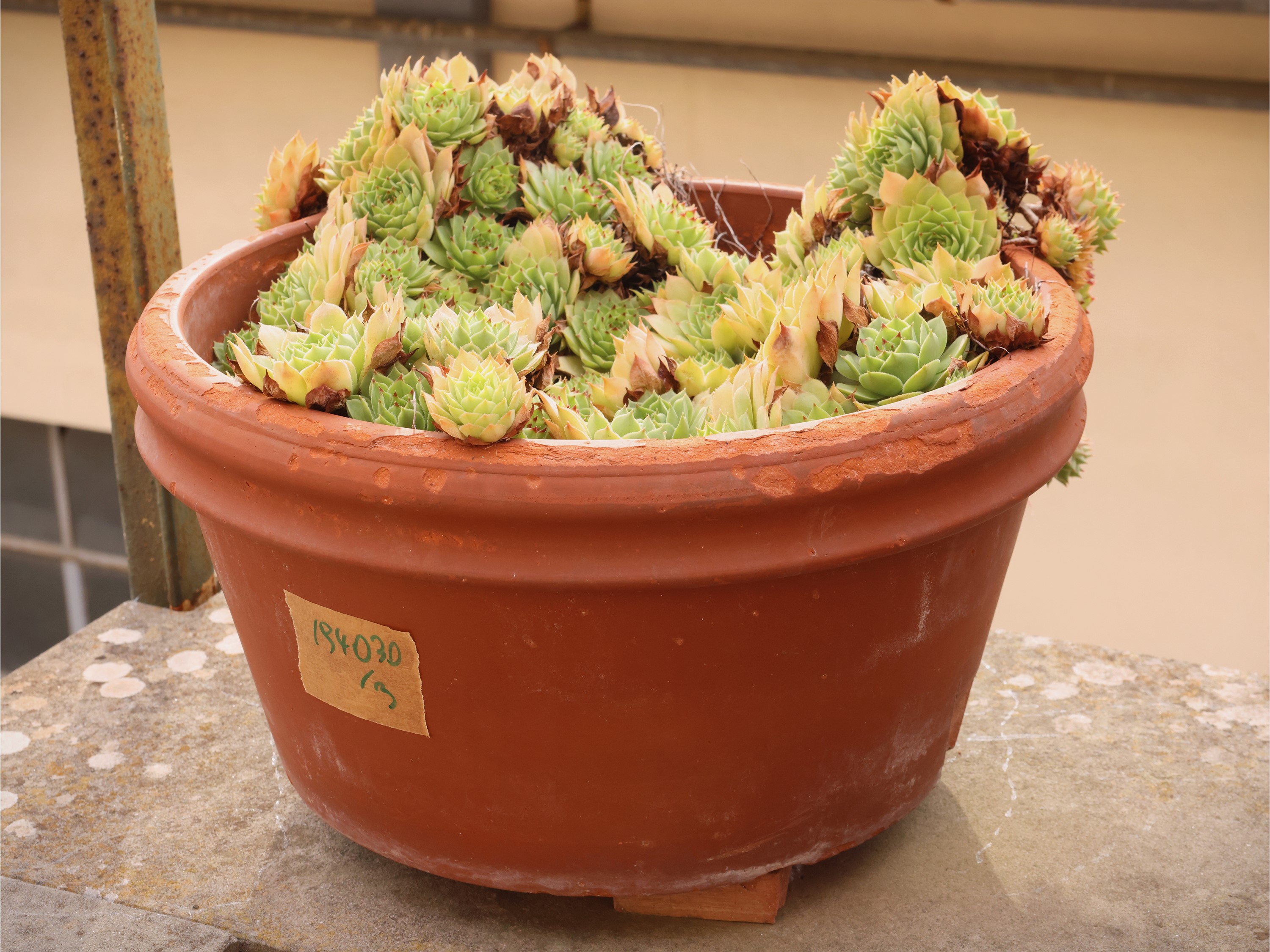 Tre vasi in terracotta