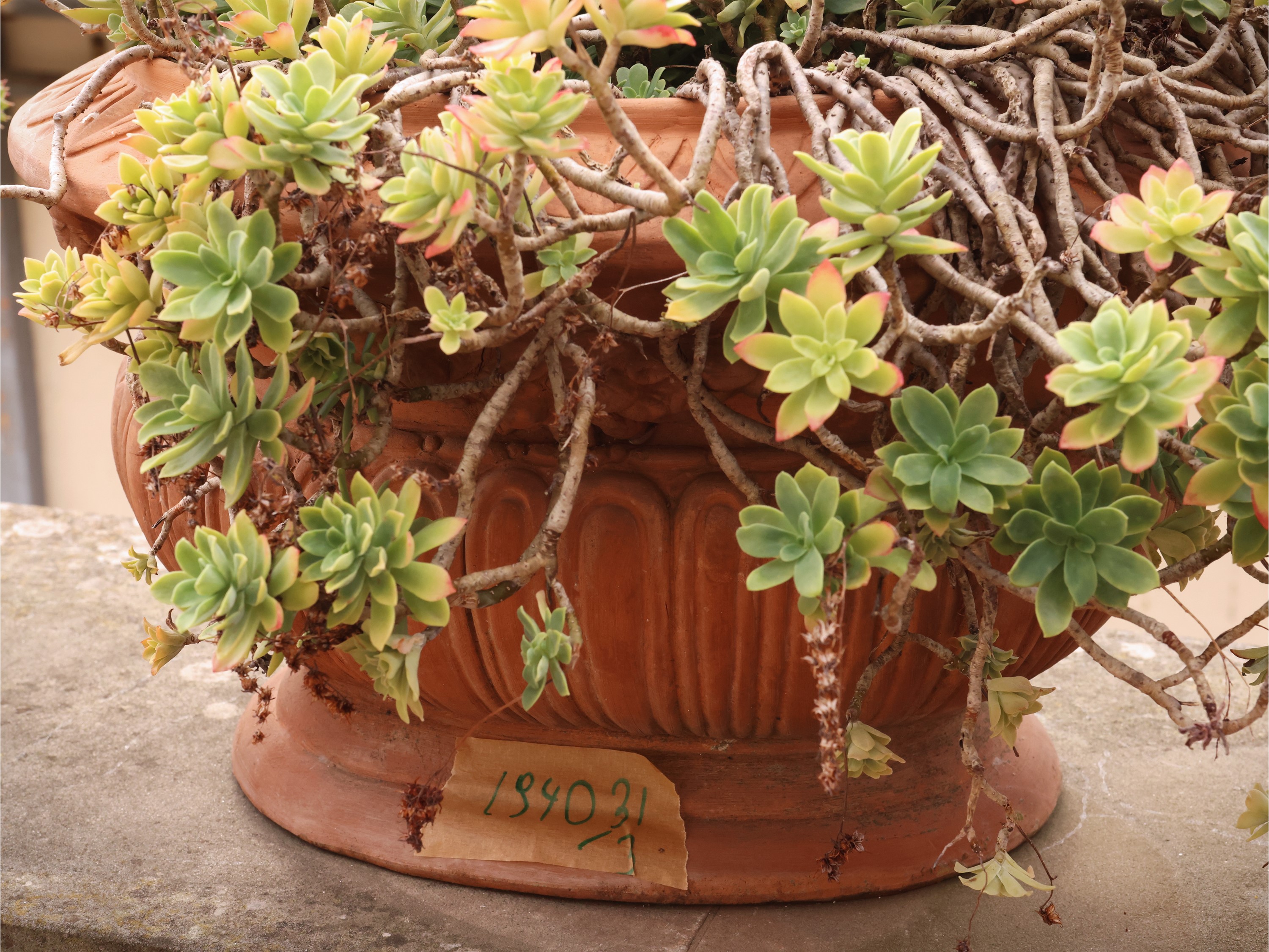 Set di tre vasi in terracotta