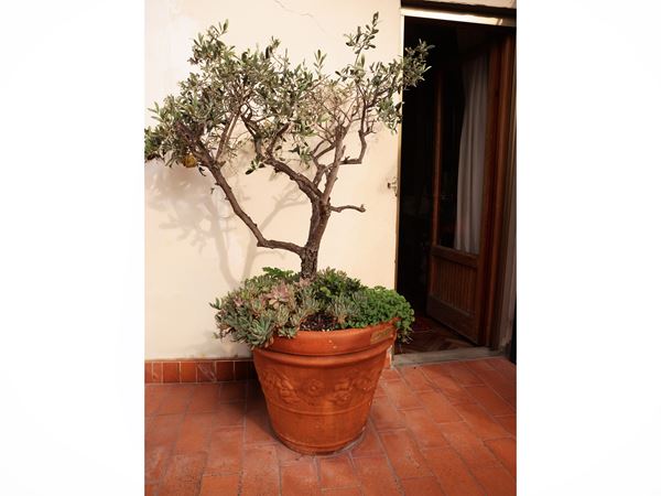 Pianta di olivo