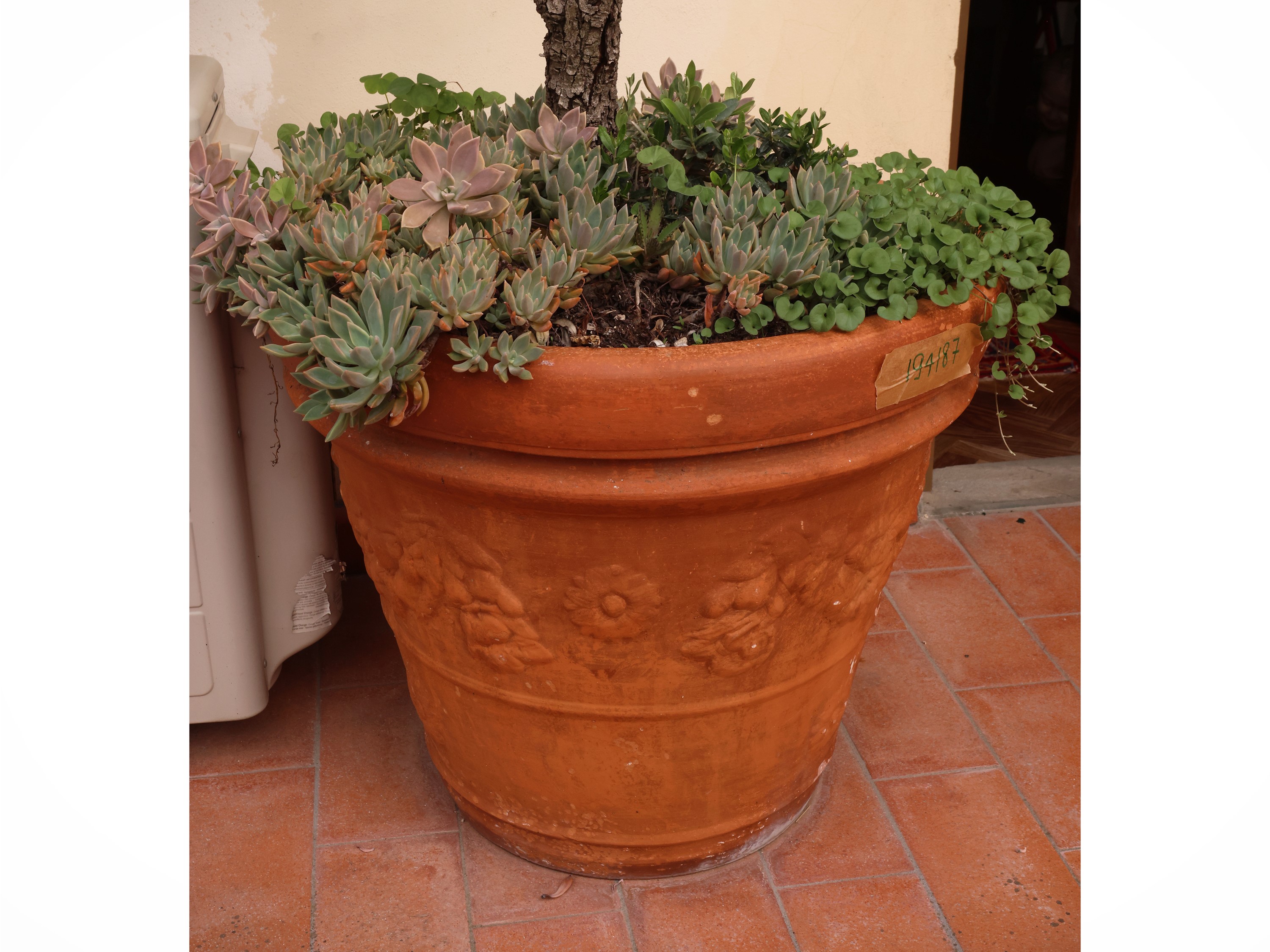 Pianta di olivo, allestita in grande vaso in terracotta con decorazione vegetale