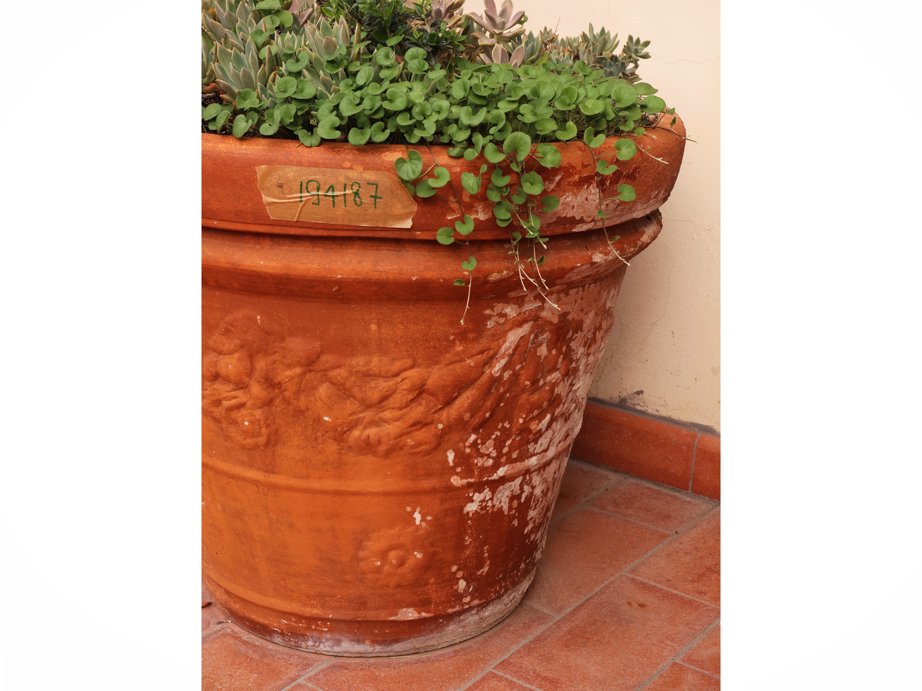 Pianta di olivo, allestita in grande vaso in terracotta con decorazione vegetale