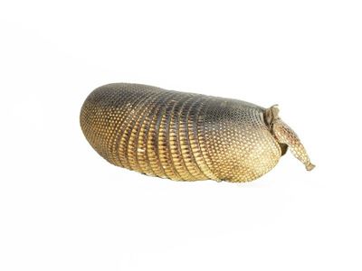 Guscio di Armadillo