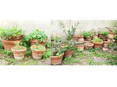 Grande Lotto di Vasi in Terracotta