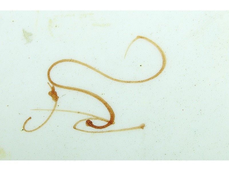 Coppia di Portaposta Pensili in Maiolica Policroma