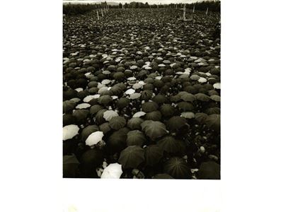 Folla a Fatima 1967