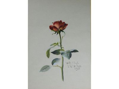 Rosa 1951