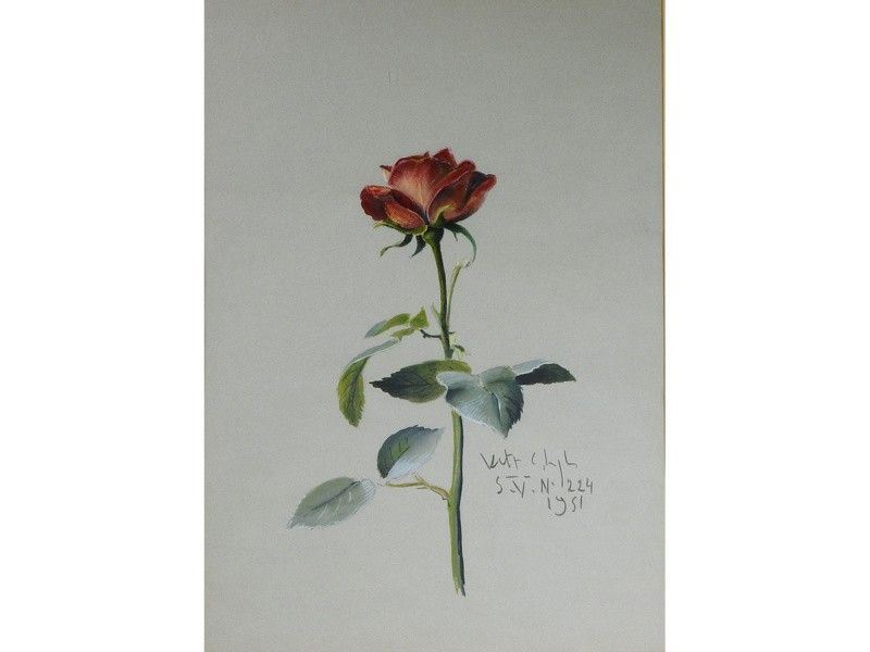 Rosa 1951