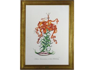 Lilium Aurancacium Et Labra Barocantia