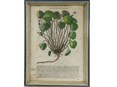 Serie di Cinque Antiche Pagine di Erbario