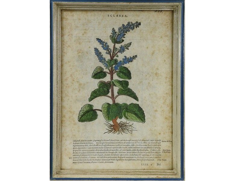 Serie di Cinque Antiche Pagine di Erbario