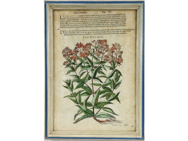 Serie di Cinque Antiche Pagine di Erbario