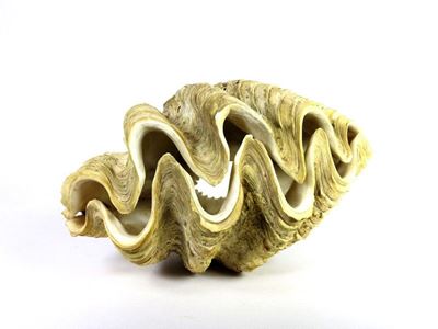 Grande Conchiglia Tridacna